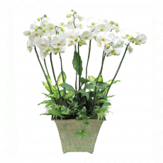 호접