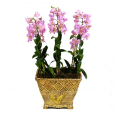 덴파레