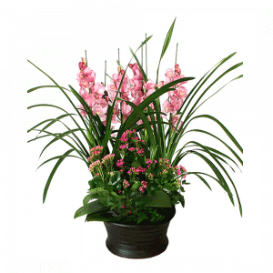 심비디움