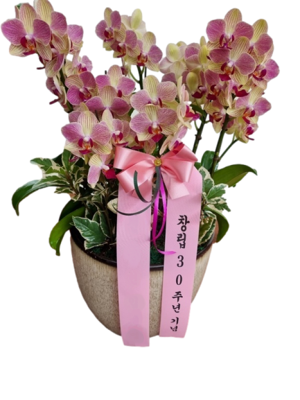 삼색조