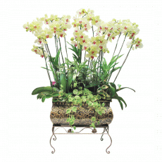 호접