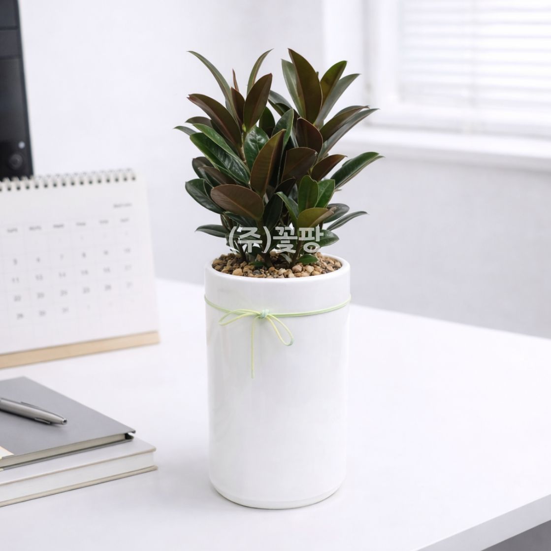 테이블 고무나무