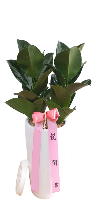 고무나무(A)