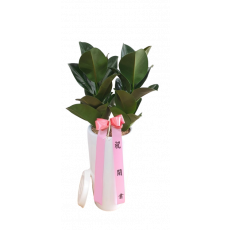 고무나무(A)