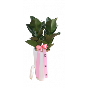고무나무(A)