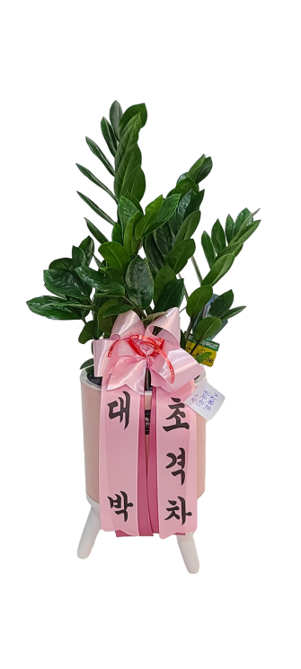 테이블금전수