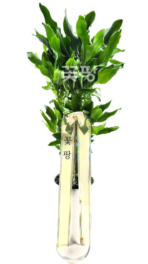 황금죽
