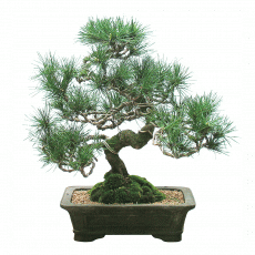 해송