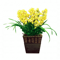 심비디움
