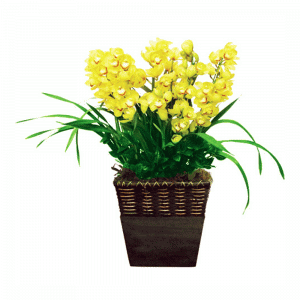 심비디움