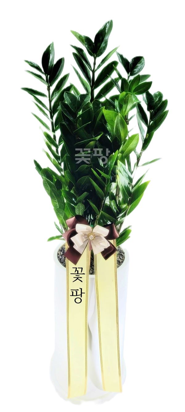 금전수(C)