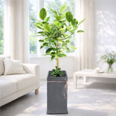 뱅갈고무나무 (회색사각화분)