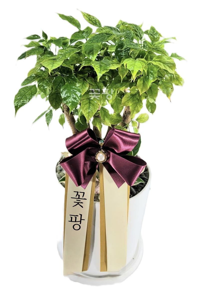 테이블 녹보수 