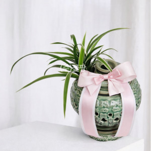 태양금(청투각)