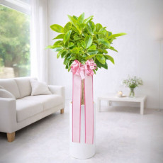 뱅갈고무나무(고급형)